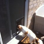 Pet doors for screen doors